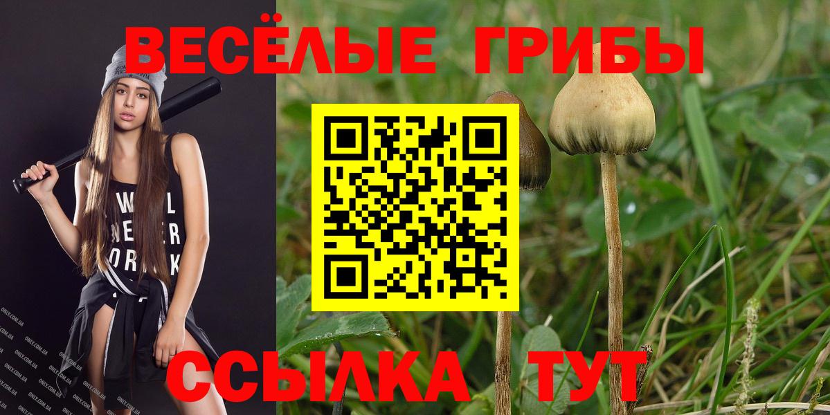 Псилоцибиновые грибы Psilocybe  Реутов 